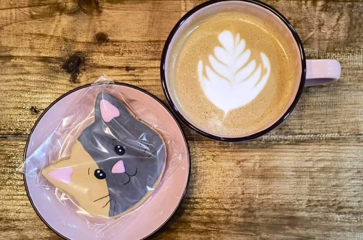 7-vidas-el-cat-cafe-que-conquista-santa-maria-la-ribera-3