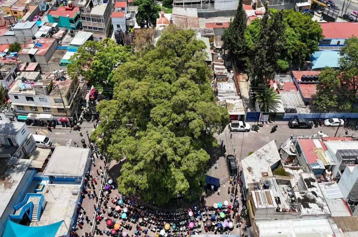 CDMX declara 12 árboles como Patrimonio Natural ¡Conócelos!