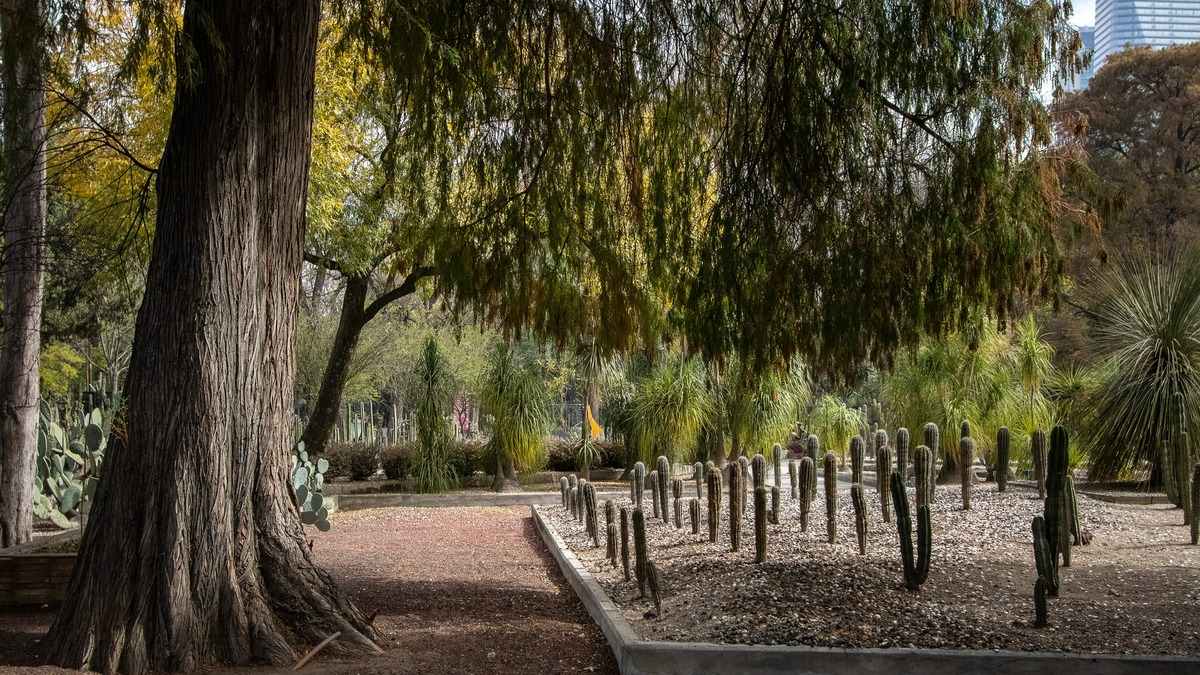 Declaran árboles como Patrimonio Cultural de la CDMX