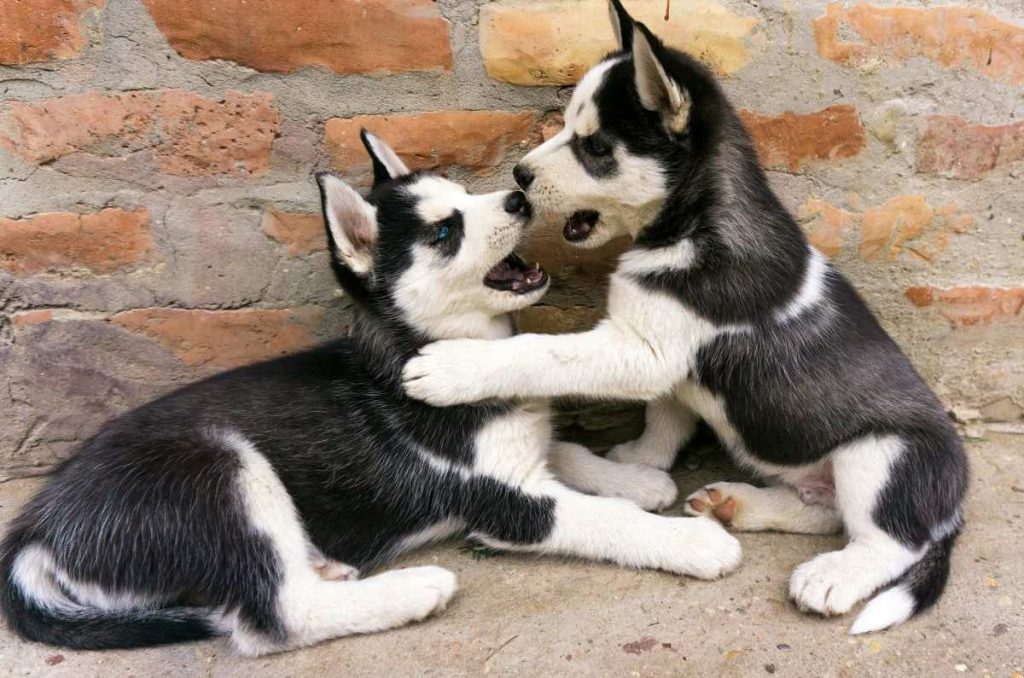 ¿Cómo socializan con cachorros?