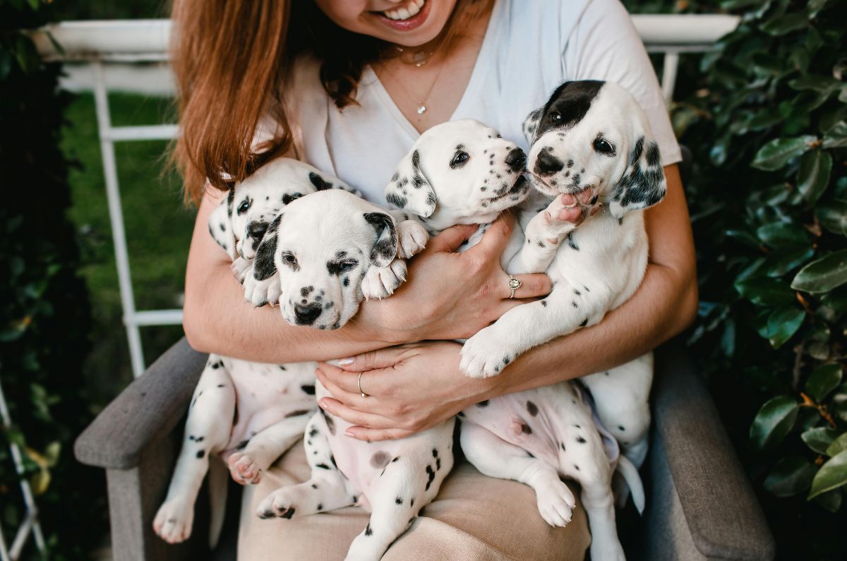 Purina® Puppy Club: la comunidad de pet lovers con consejos reales sobre perritos