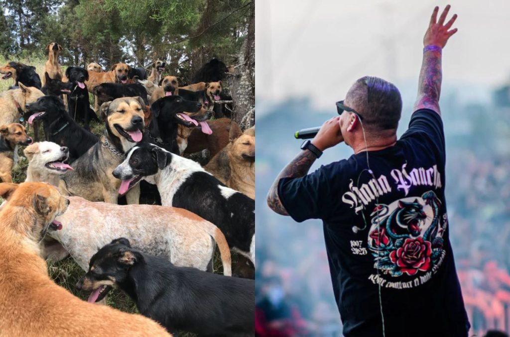 Día del Perro Callejero Un Ladrido de Vida evento gratis en Faro Oriente CDMX 2025