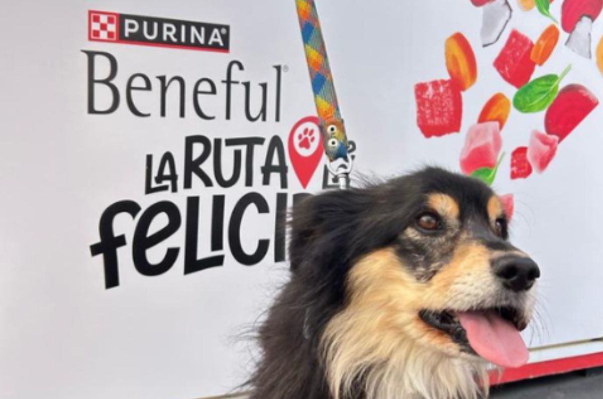 Día del perro: 5 ideas para celebrarlo junto con tu peludo amigo