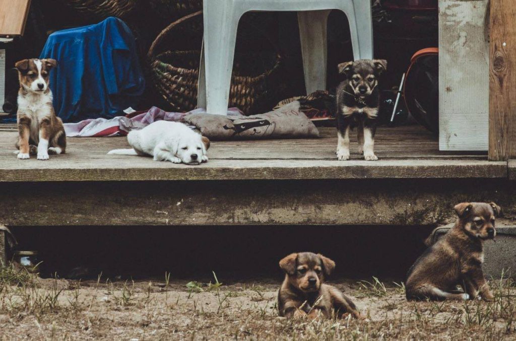 Purina Puppy Club resuelve tus dudas sobre perritos
