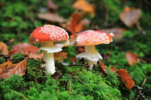 ¡Llega FUNGOSTO en el PaBio! un plan imperdible de temporada de hongos
