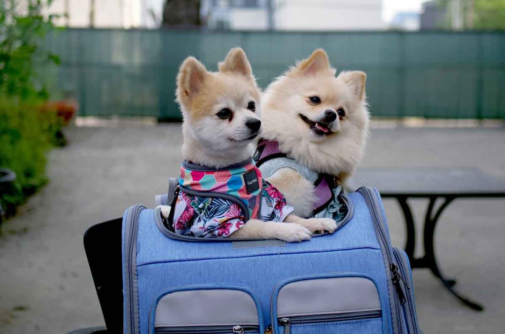 Descubre cómo planear unas vacaciones sin preocupaciones con tu perro incluyendo consejos clave y opciones de hospedaje.
