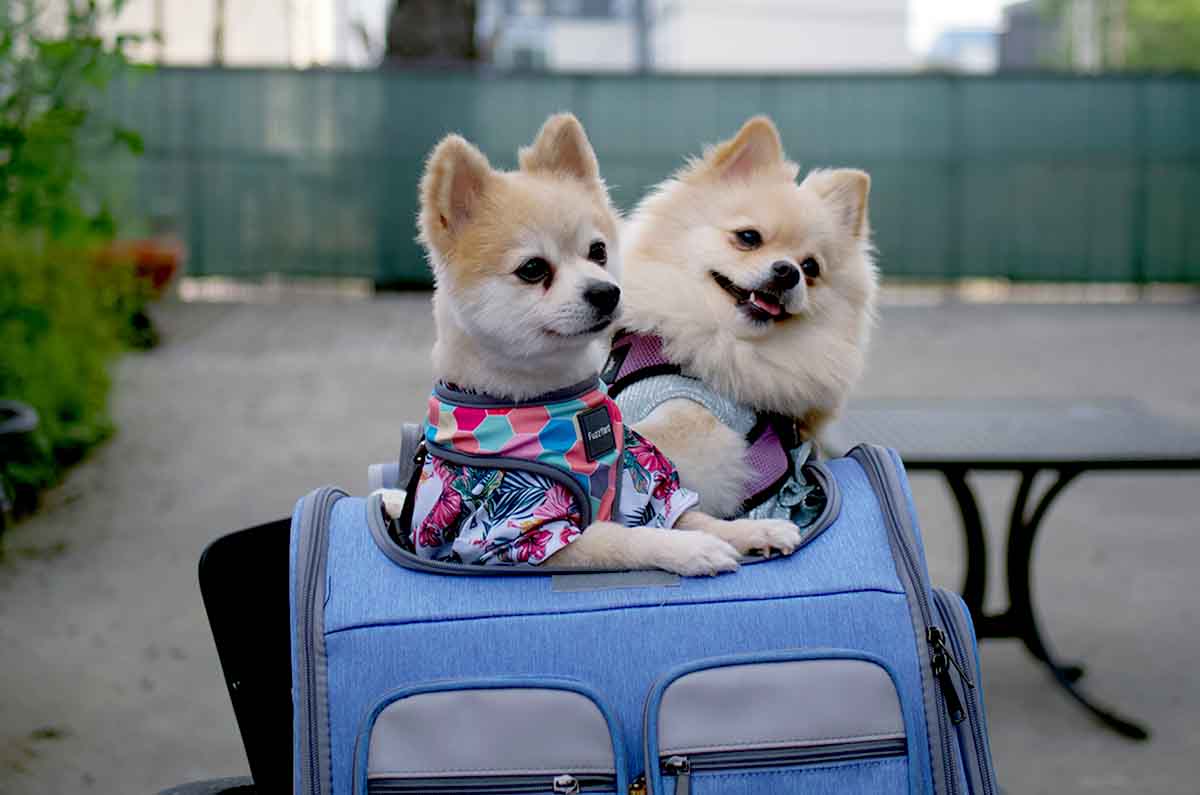 Viaja sin estrés con tu perro: la guía definitiva para unas vacaciones perfectas