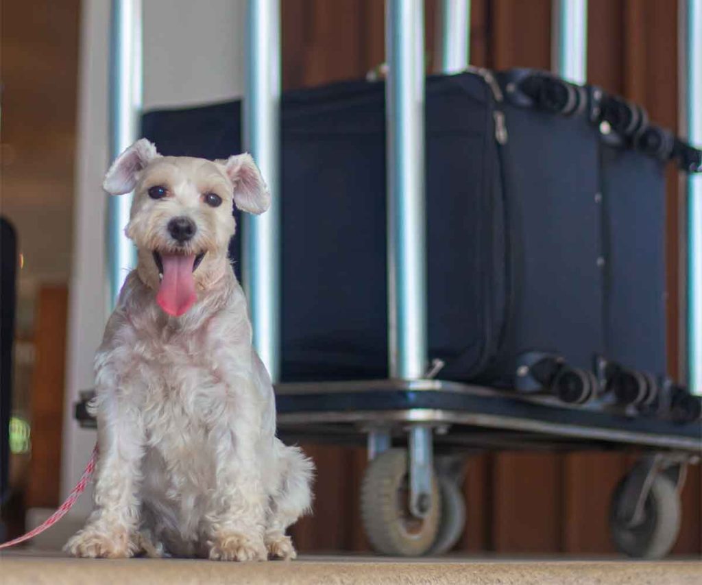 Descubre cómo planear unas vacaciones sin preocupaciones con tu perro incluyendo consejos clave y opciones de hospedaje.