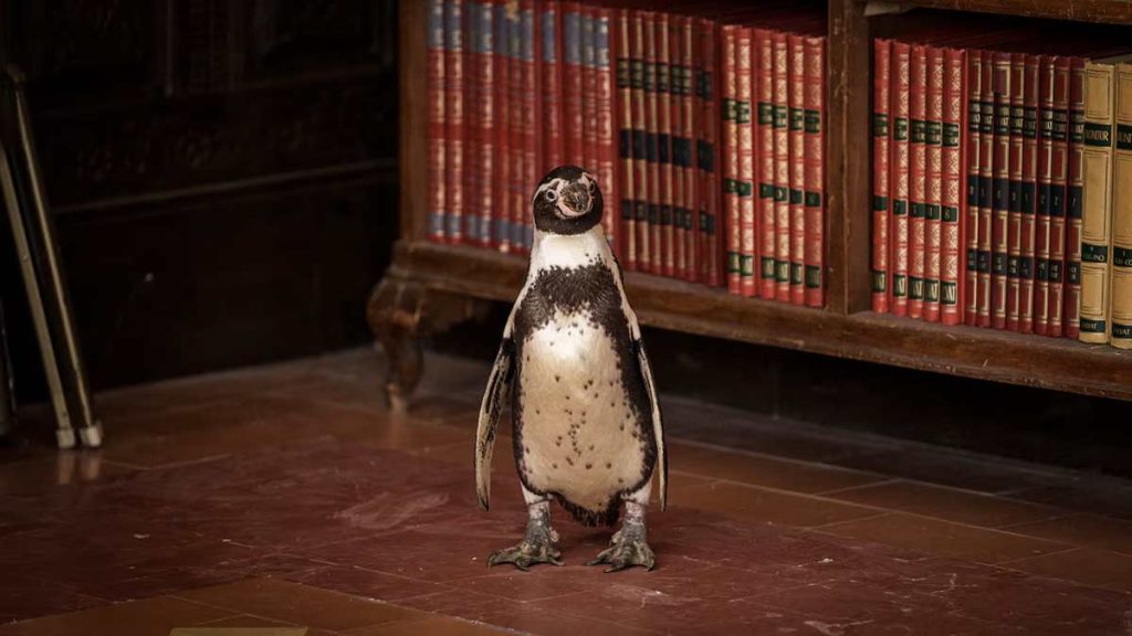 Descubre la conmovedora historia real de un inglés desilusionado que encuentra un propósito inesperado en Argentina junto a un pingüino