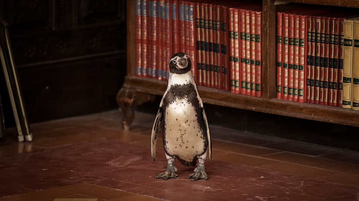 lecciones-de-pinguino-2