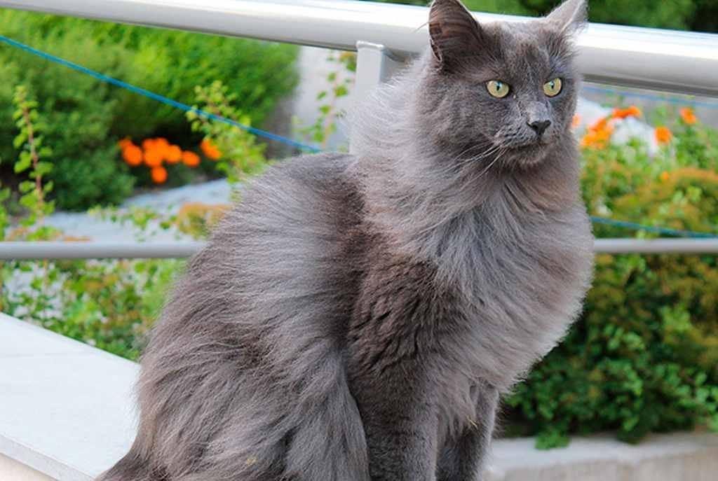 Conoce a Kéfir, el gato más grande del mundo y a otros felinos enormes 5