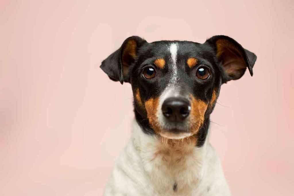 En el Día Mundial del Perro, expertos de MSD Salud Animal detallan hábitos cotidianos con mascotas para proteger la salud familiar.