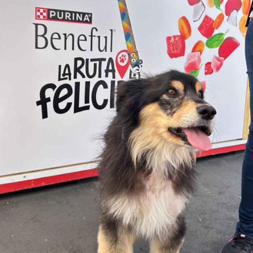 Beneful comparte ideas y un evento especial en CDMX para celebrar el Día del Perro, con juguetes, comida y experiencias