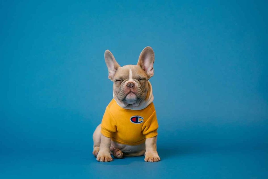 En el Día Mundial del Perro, expertos de MSD Salud Animal detallan hábitos cotidianos con mascotas para proteger la salud familiar.