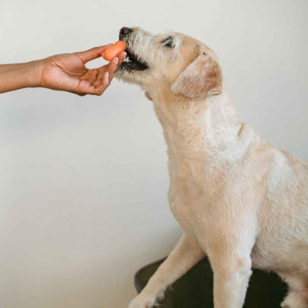 Beneful comparte ideas y un evento especial en CDMX para celebrar el Día del Perro, con juguetes, comida y experiencias