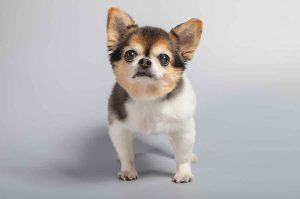 Día Mundial del Perro: Hábitos Cotidianos y Claves para una Convivencia Segura