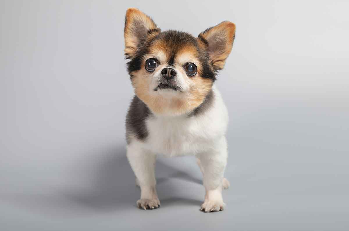 Día Mundial del Perro: Hábitos Cotidianos y Claves para una Convivencia Segura