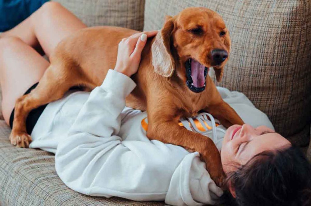 Beneful comparte ideas y un evento especial en CDMX para celebrar el Día del Perro, con juguetes, comida y experiencias