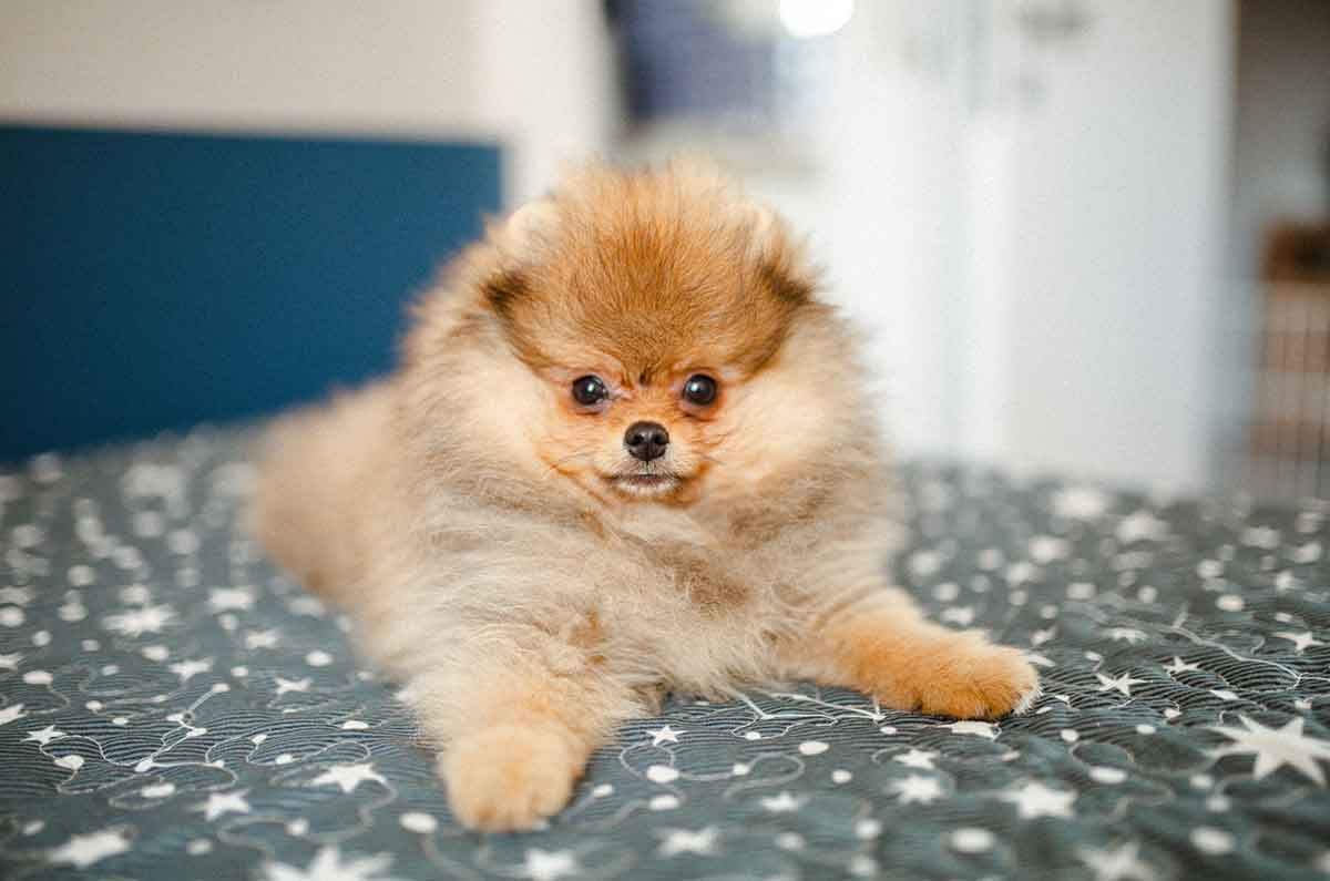 Celebra el Día del Perro: ideas para consentir a tu mejor amigo