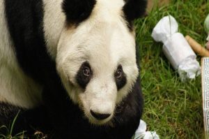 Xin Xin celebra su cumpleaños con un picnic artístico en Chapultepec ¡GRATIS!