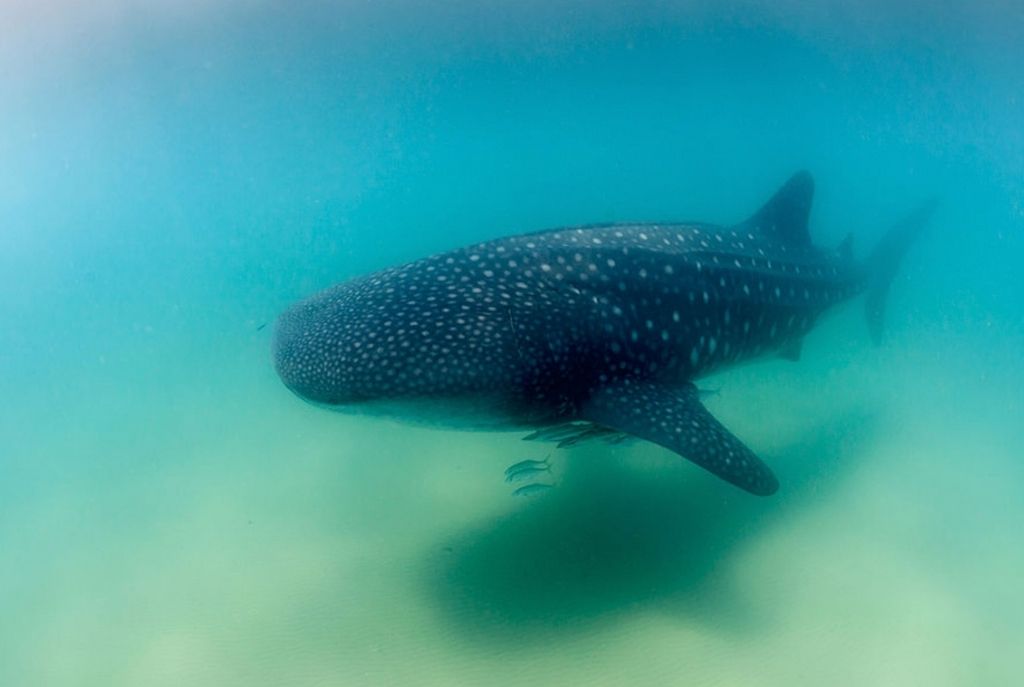 Vámonos a la playa bioluminiscente de Holbox a nadar con tiburones 1