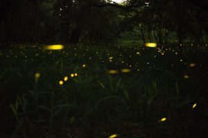 Dónde ver luciérnagas en CDMX: todo sobre este recorrido nocturno especial