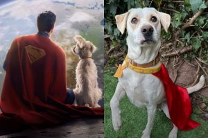 Superman y Krypto aumentan interés por adoptar perros ¡Únete!