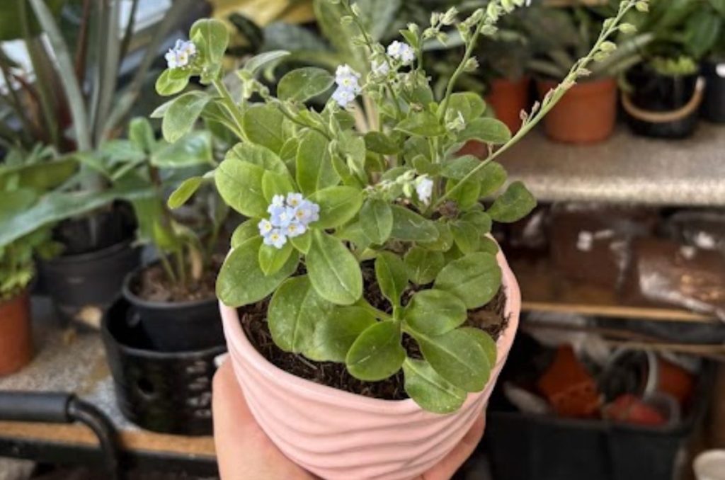 The Workshop Garden: cafetería y vivero en CDMX con talleres creativos