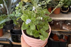 The Workshop Garden: cafetería y vivero en CDMX con talleres creativos