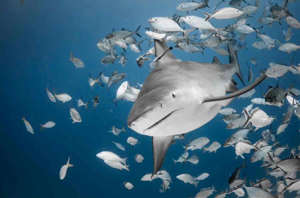 Descubre “Tiburones: Los Reyes del Mar” en el Acuario Inbursa. Una experiencia sensorial inolvidable