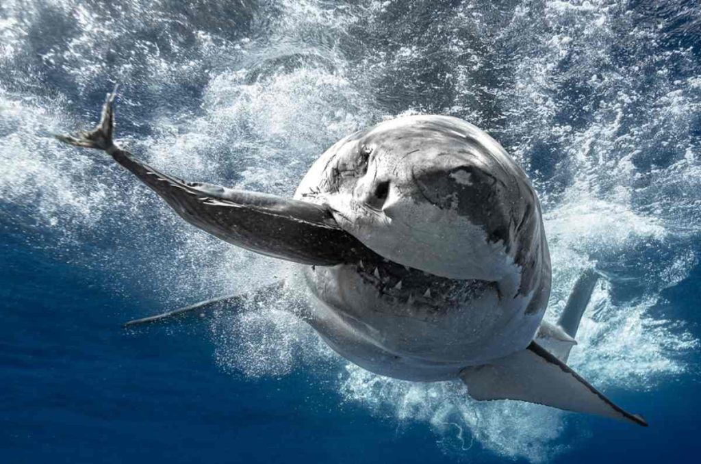 Tiburones: Los Reyes del Mar en el Acuario Inbursa: una experiencia sensorial