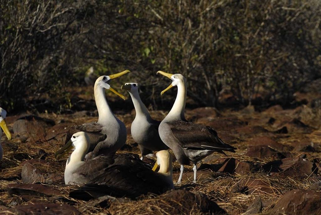Mexicanos en Galápagos