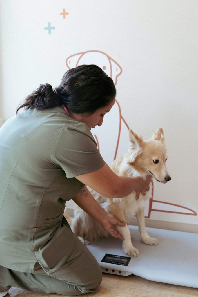 Cuidado de la salud de animales de compañia
