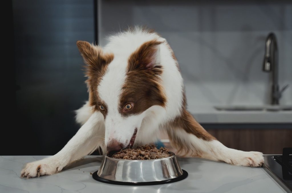 Perro comiendo TRUF