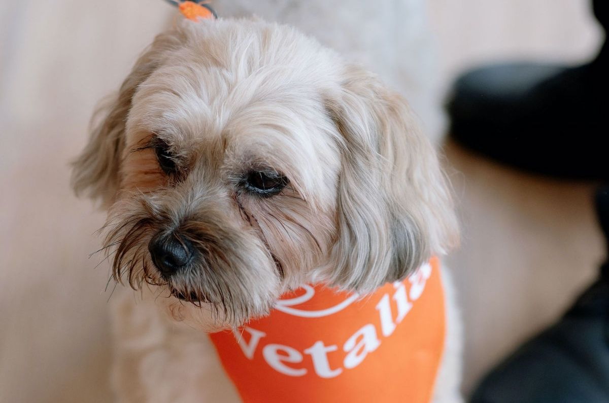Vetalia: El sitio donde cuidan la salud de tu mascota 