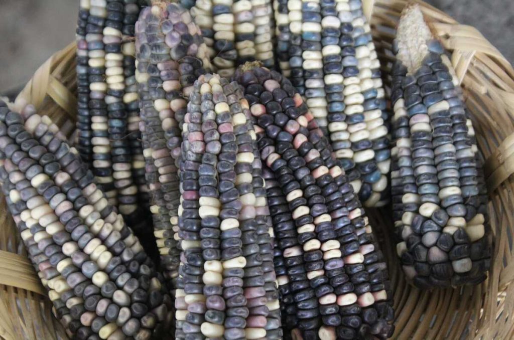 Así será la Feria del Elote 2025 en Milpa Alta