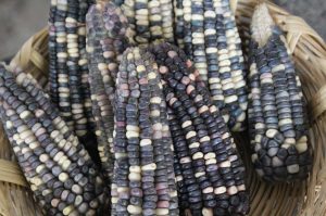 Esquites, tamales y más en la Feria del Elote 2025 en Milpa Alta