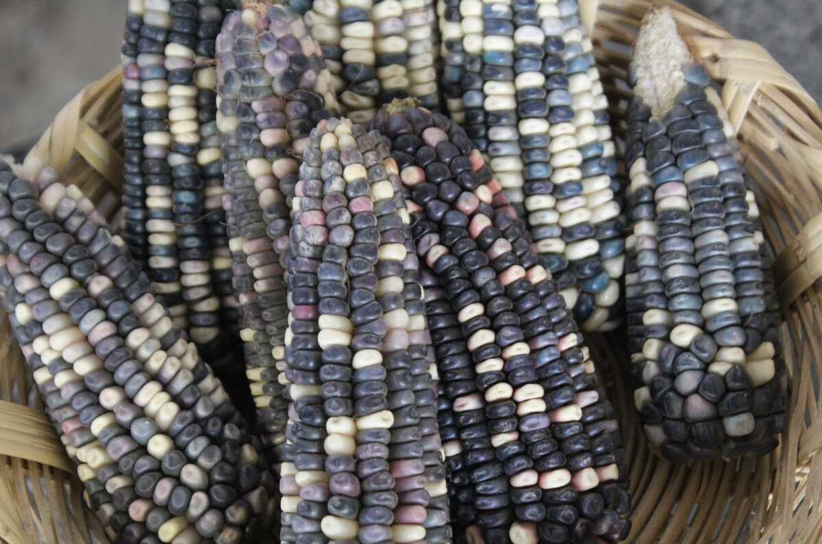 Esquites, tamales y más en la Feria del Elote 2025 en Milpa Alta