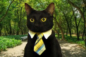 Cat Fest en CDMX: ¡Adopciones de gatos, bazar y música en vivo!