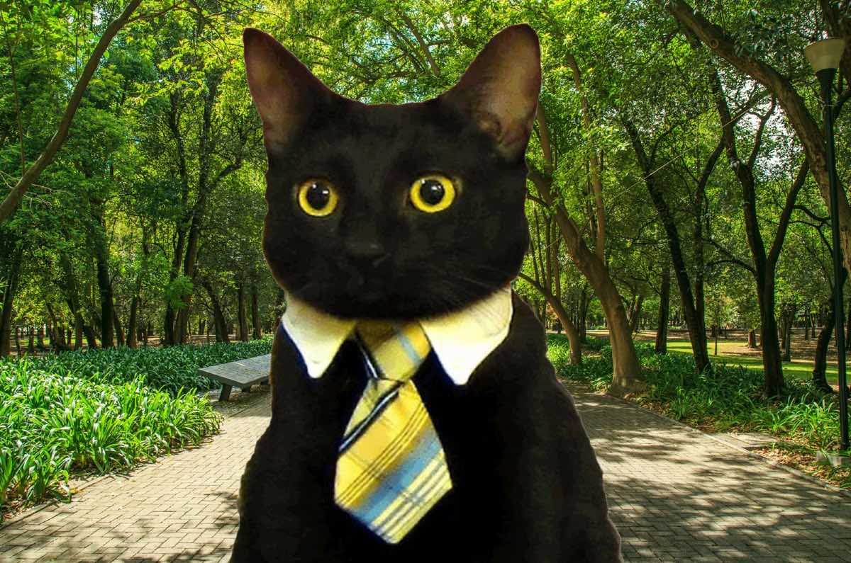 Cat Fest en CDMX: ¡Adopciones de gatos, bazar y música en vivo!