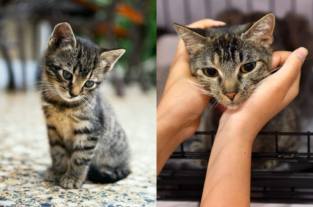 Gatos adopción evento gratis Cat Fest CDMX 2025