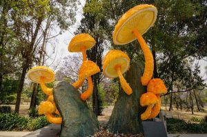 Disfruta Hongosto en CDMX con estas actividades: caminatas, talleres y más