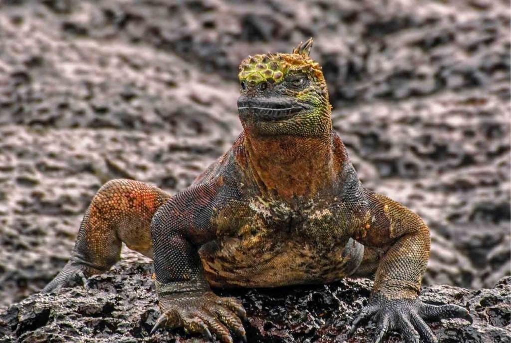 Iguana marina animal endemico de las islas galapagos