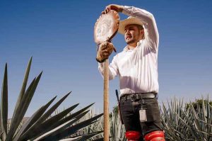 De la tierra a tu copa: Descubre el secreto del tequila en Casa Sauza