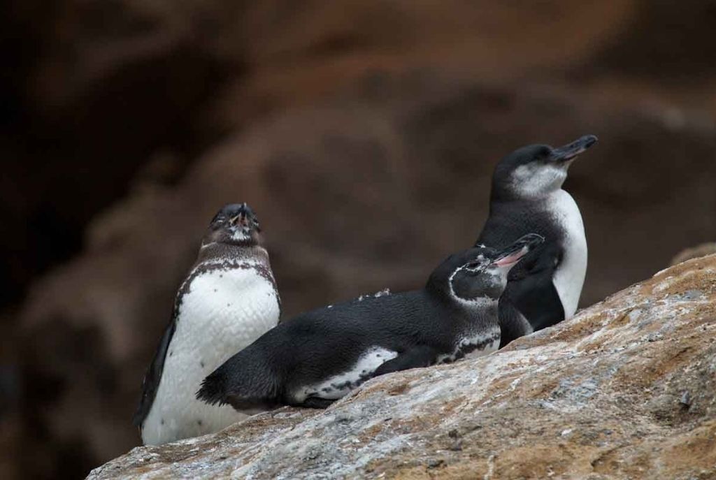 Pinguinos de Galapagos
