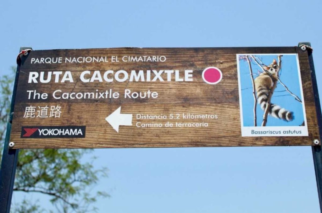 Ruta cacomixtle del Parque Nacional El Cimatario