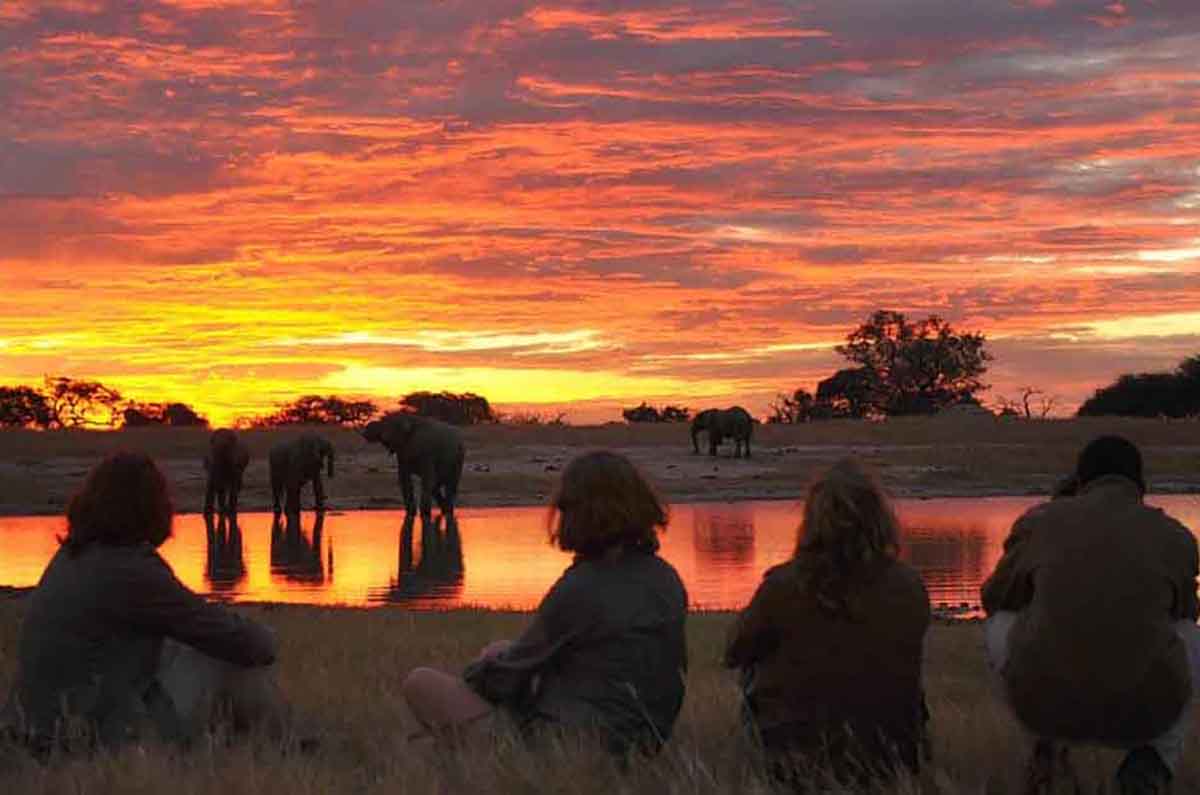 Aventura salvaje: Los 5 safaris africanos que debes vivir una vez en la vida