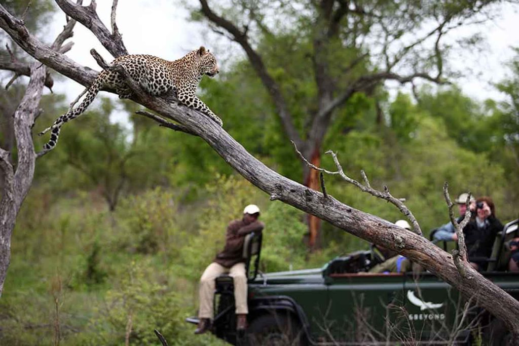 Descubre los cinco destinos de safari más icónicos de África: Serengeti, Maasai Mara, Chobe, Kruger y Etosha, para una aventura inolvidable.