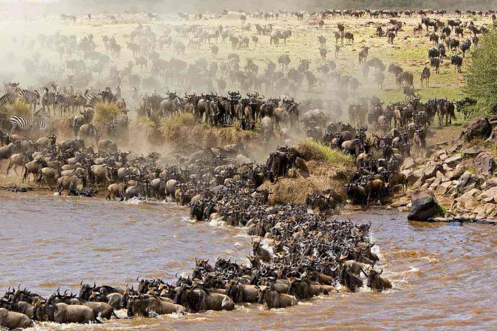 Descubre los cinco destinos de safari más icónicos de África: Serengeti, Maasai Mara, Chobe, Kruger y Etosha, para una aventura inolvidable.