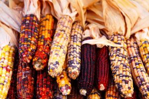 Elotes, esquites y más en la Semana Cultural del Maíz y la 30ª Feria del Elote